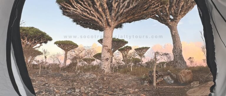5 Things to Consider When Choosing a Socotra Tour Guide