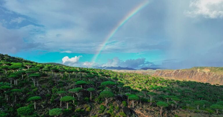 Socotra Culture 101: A Guide to Cuisine in Socotra