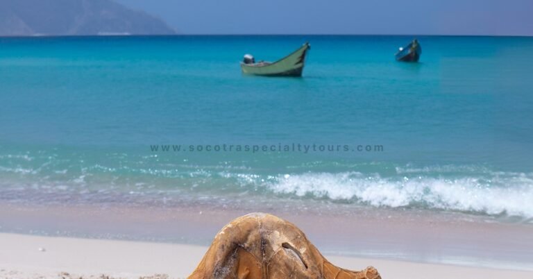 Best Time to Travel to Socotra