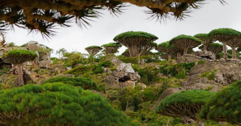 Every Thing to Know About Socotra Hajhir Mountains