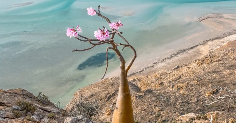 Learn About the Fascinating Socotra Bottle Trees