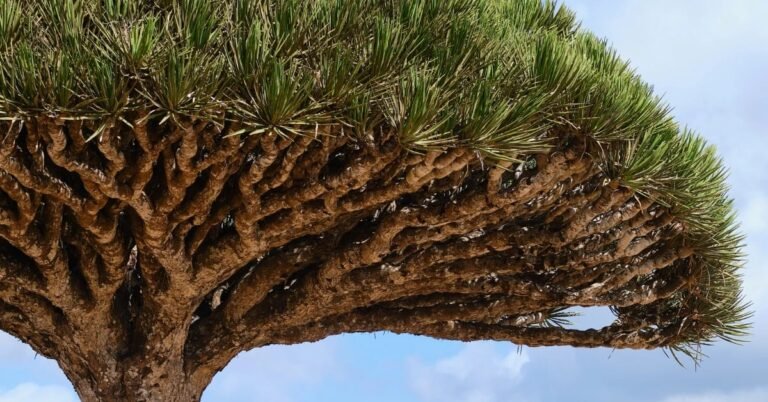 Mystique of Socotra’s Dragon Blood Trees
