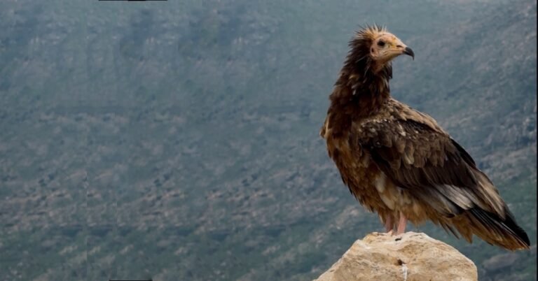 Socotra Island Animals | Rare Flora & Fauna of Socotra