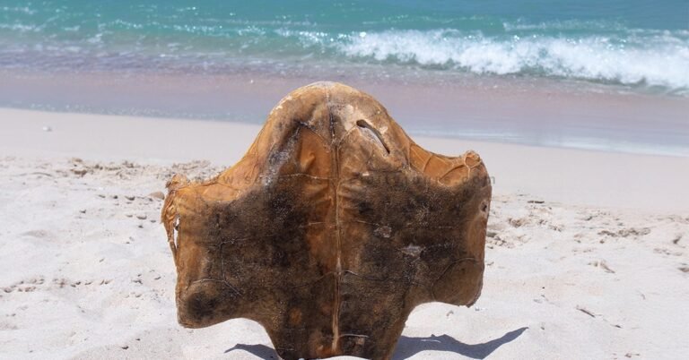 Sustainable Tourism Practices on Socotra Island
