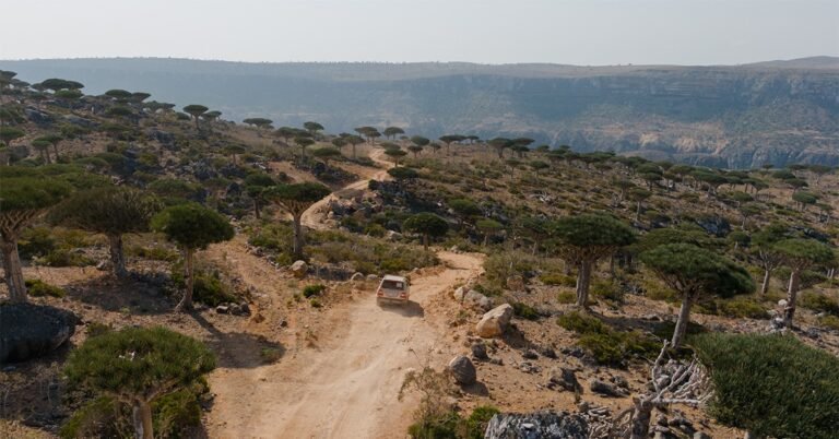Why Is Diksam Plateau On Socotra Island A Must-Visit